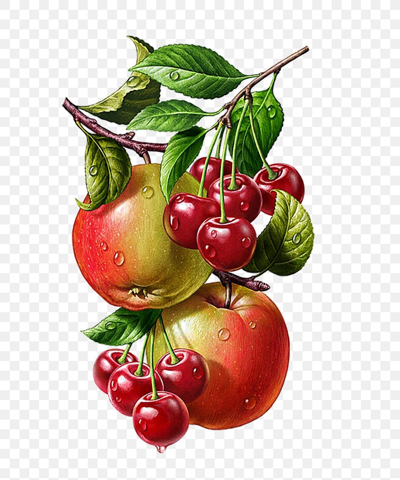 Botanical Illustration Drawing Vector Graphics Painting, PNG, 700x984px, Botanical Illustration, Accessory Fruit, Apple, Art, Berry Download Free