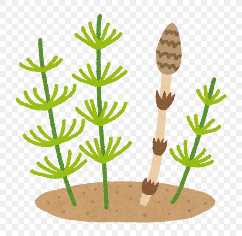 Field Horsetail Food かしわ地域若者サポートステーション Child, PNG, 795x800px, Field Horsetail, Caregiver, Child, Commodity, Flowerpot Download Free