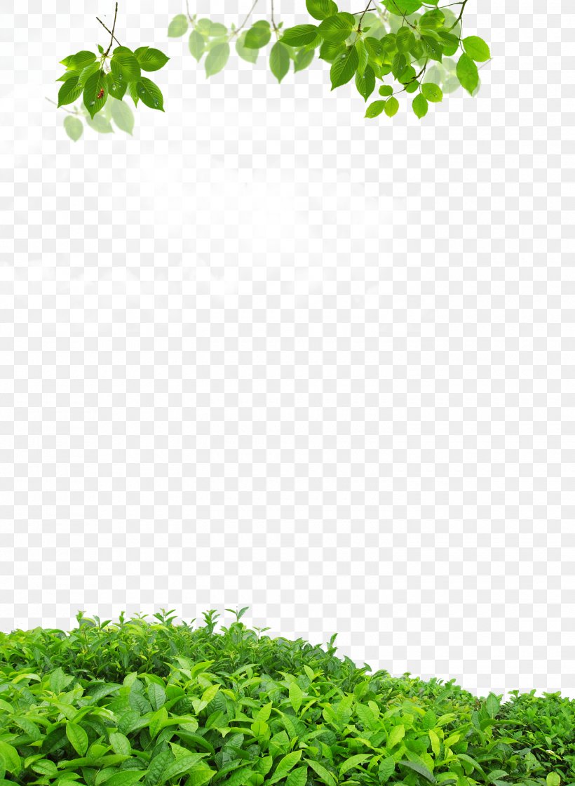 Leaf .dwg, PNG, 1500x2050px, Leaf, Coreldraw, Dwg, Grass, Green Download Free