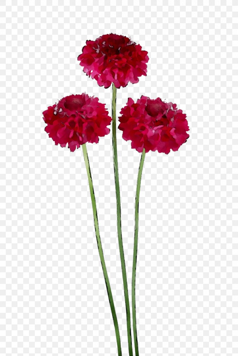 Carnation Cut Flowers Plant Stem Herbaceous Plant, PNG, 833x1249px, Carnation, Annual Plant, Artificial Flower, Cut Flowers, Flower Download Free
