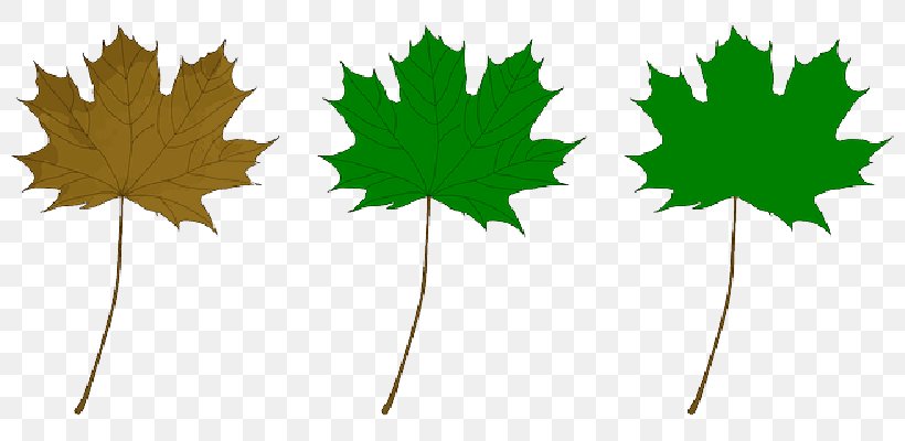 Clip Art Drawing Vector Graphics, PNG, 800x400px, Drawing, Autumn Leaf Color, Black Maple, Emoticon, Flowering Plant Download Free