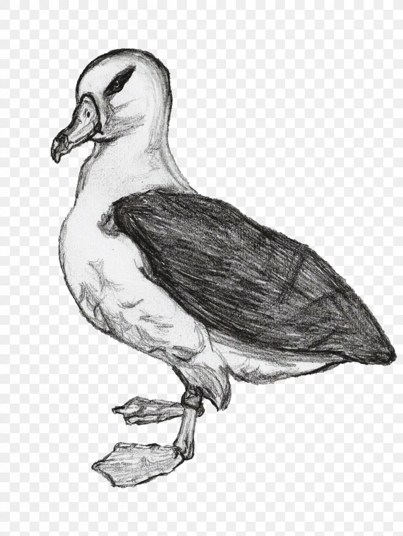 Duck Seabird Wader Beak, PNG, 1204x1600px, Duck, Beak, Bird, Black And White, Charadriiformes Download Free