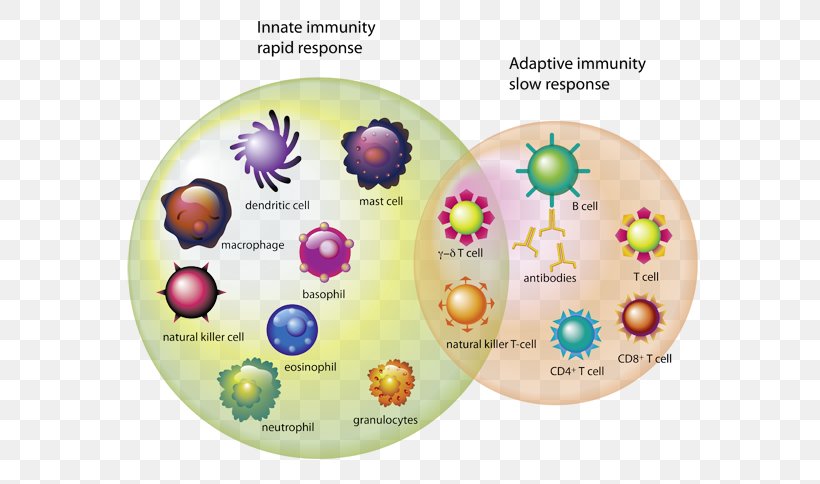 Immune System T Cell Immunity White Blood Cell, PNG, 600x484px, Immune System, B Cell, Biology, Blood Cell, Cell Download Free