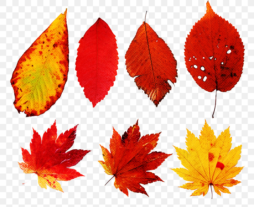 Maple Leaf, PNG, 800x668px, Leaf, Deciduous, Maple Leaf, Orange, Plane Download Free