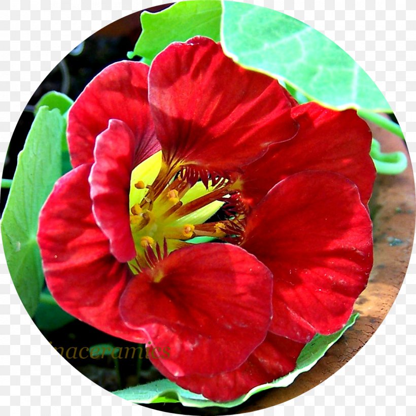 Annual Plant Herbaceous Plant Flowering Plant, PNG, 1110x1110px, Annual Plant, Flower, Flowering Plant, Herbaceous Plant, Petal Download Free