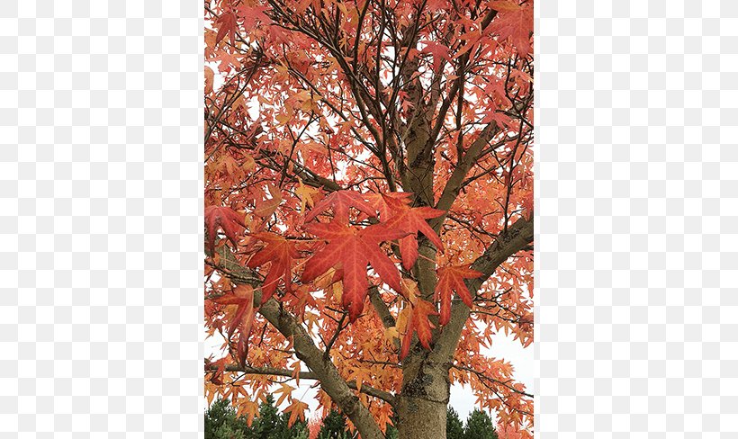 Maple Leaf Sugar Maple Tree Nursery Deciduous, PNG, 650x488px, Maple Leaf, Autumn, Autumn Leaf Color, Branch, Deciduous Download Free