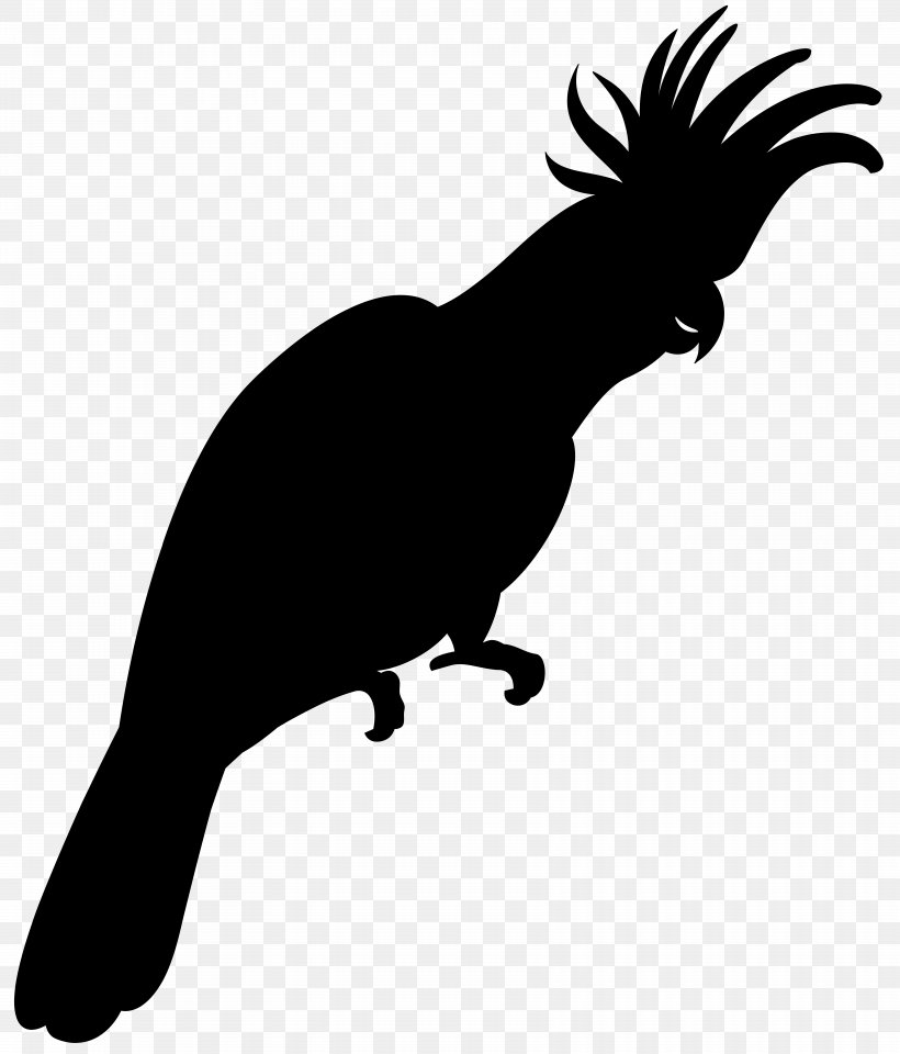 Beak Clip Art Fauna Silhouette Pet, PNG, 6833x8000px, Beak, Bird, Blackandwhite, Claw, Cockatoo Download Free