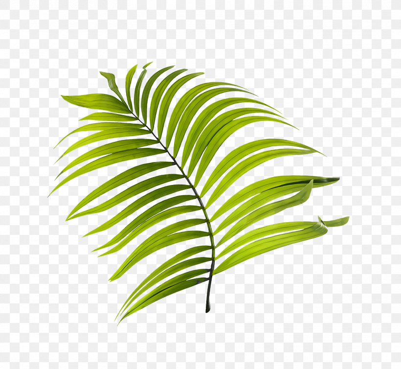 Leaf Plant Stem M-tree Line Tree, PNG, 1564x1440px, Leaf, Biology, Line, Mtree, Plant Stem Download Free