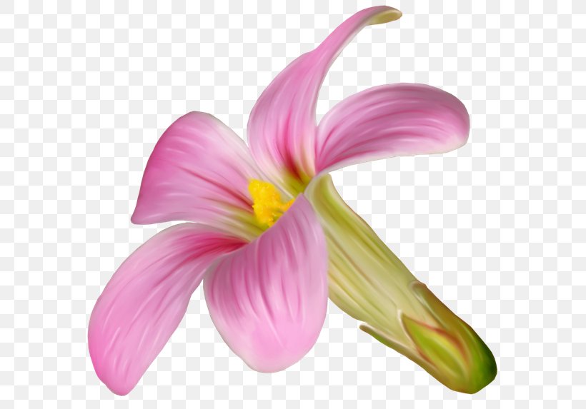 Pink M Cut Flowers Petal Daylily, PNG, 600x573px, Pink M, Cut Flowers, Daylily, Flower, Flowering Plant Download Free