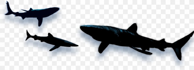 Shark Fin Soup Shark Wars Clip Art, PNG, 1278x465px, Shark, Blue Shark, Bull Shark, Cartilaginous Fish, Drawing Download Free