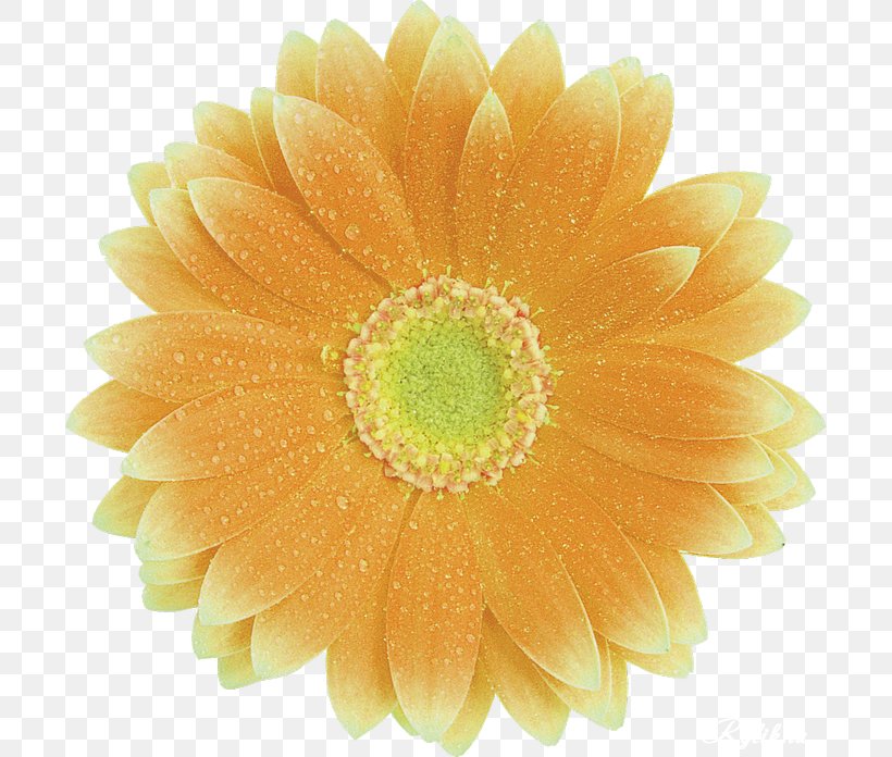 Transvaal Daisy Yellow Flower Color Petal, PNG, 700x696px, Transvaal Daisy, Chrysanthemum, Chrysanths, Color, Cut Flowers Download Free