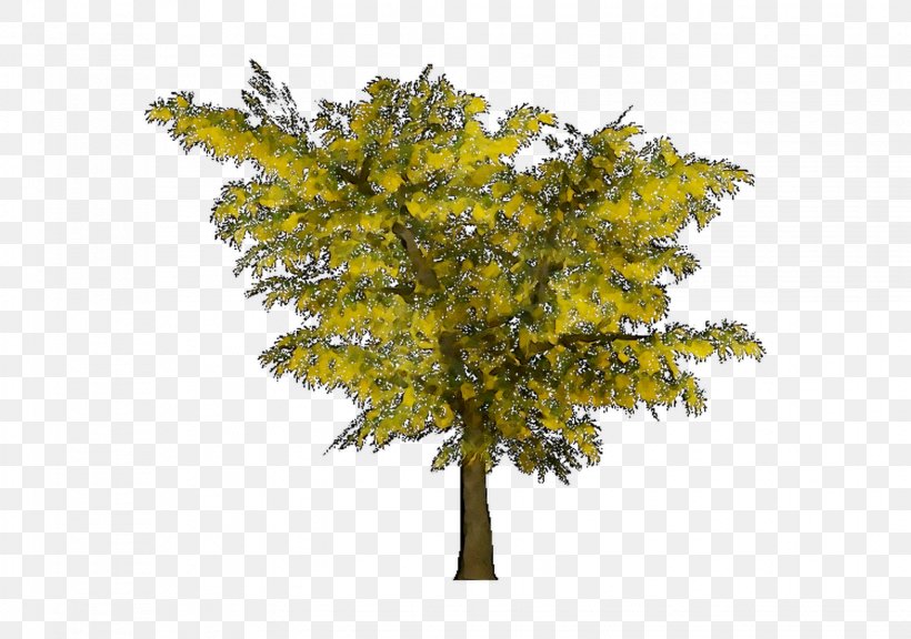 Twig Mimosa Maidenhair Tree Larch, PNG, 1548x1088px, Twig, American Larch, Branch, Deciduous, Flower Download Free