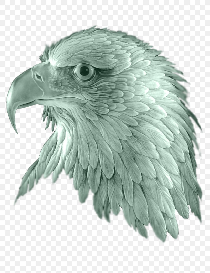 Bald Eagle Bird Owl Beak, PNG, 800x1066px, Bald Eagle, Accipitriformes, Art, Beak, Bird Download Free