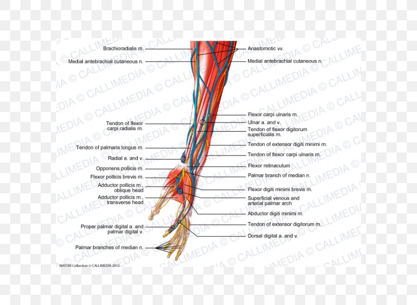 Muscle Forearm Nerve Hand, PNG, 600x600px, Watercolor, Cartoon, Flower, Frame, Heart Download Free