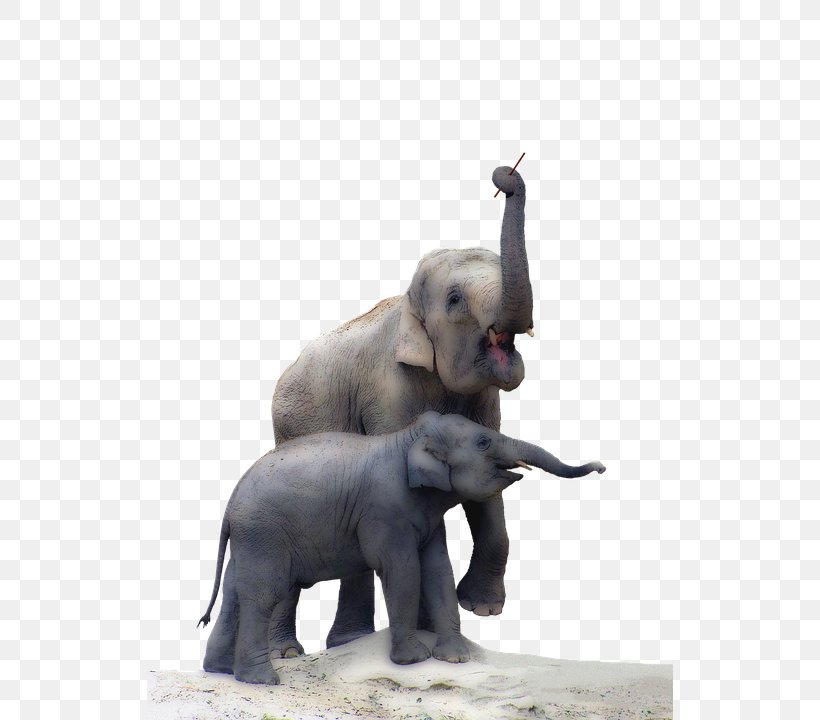 Elephants Indian Elephant Elephant Endotheliotropic Herpesvirus Pixel, PNG, 526x720px, Elephants, African Elephant, Asian Elephant, Elephant, Elephants And Mammoths Download Free