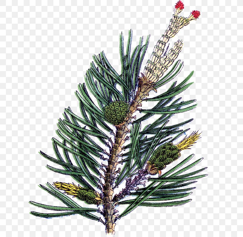 Spruce Fir Christmas Ornament Art, PNG, 645x800px, Spruce, Art, Branch, Christmas, Christmas Ornament Download Free