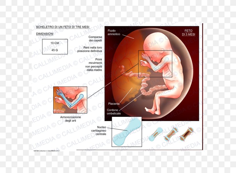 Fetus Human Skeleton Cartilage Prenatal Development, PNG, 600x600px, Fetus, Anatomy, Bone, Brand, Cartilage Download Free