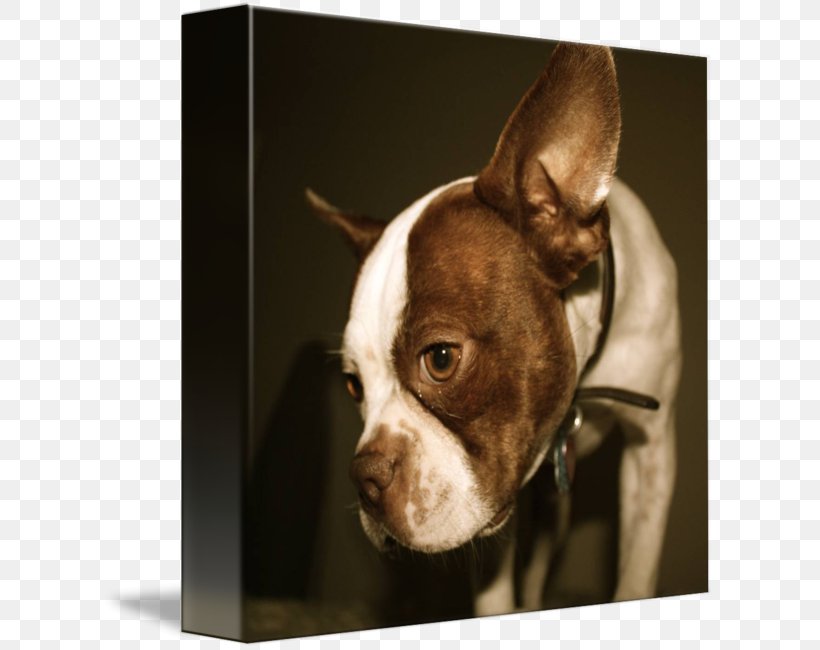Boston Terrier Dog Breed Non-sporting Group Snout Ear, PNG, 613x650px, Boston Terrier, Breed, Carnivoran, Dog, Dog Breed Download Free
