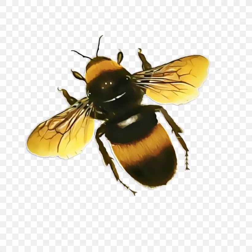 Bumblebee, PNG, 1500x1500px, Honey Bee, Apitoxin, Bee, Beetle, Black Fly Download Free