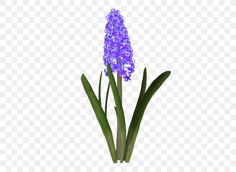 Hyacinth Cut Flowers Microsoft Paint, PNG, 600x600px, Hyacinth, Animation, Cut Flowers, Flower, Flowering Plant Download Free