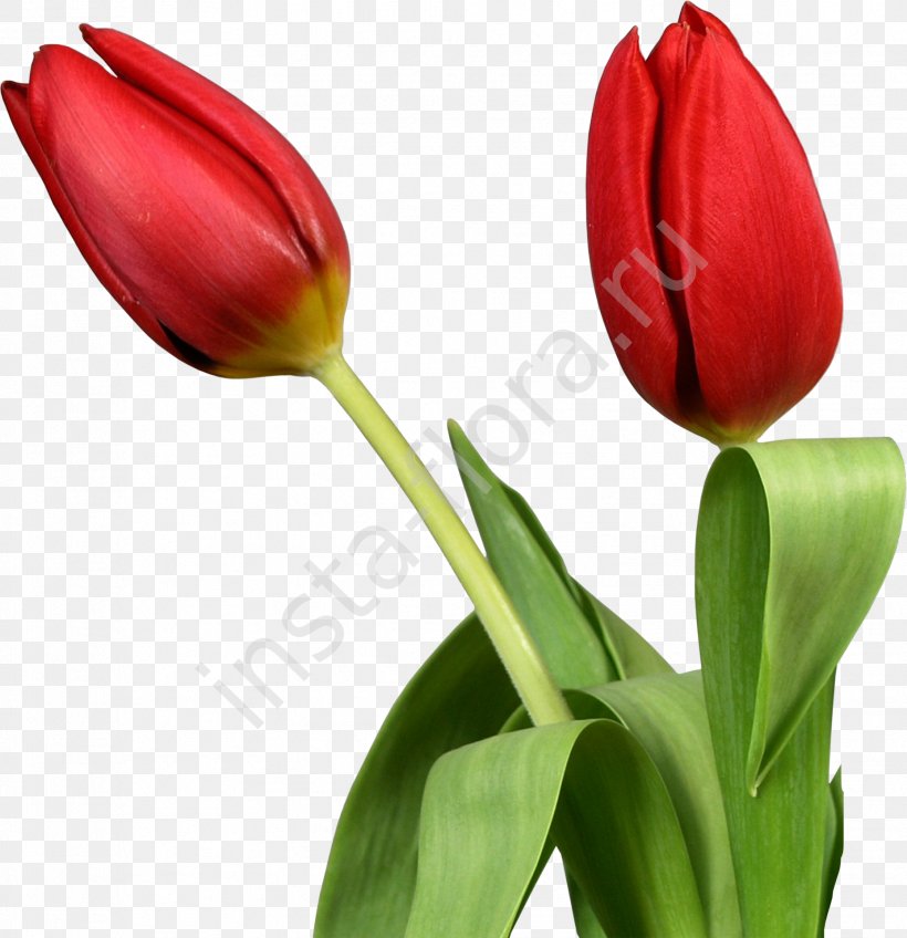 Indira Gandhi Memorial Tulip Garden Flower Clip Art, PNG, 1856x1920px, Indira Gandhi Memorial Tulip Garden, Bud, Cut Flowers, Flower, Flower Bouquet Download Free