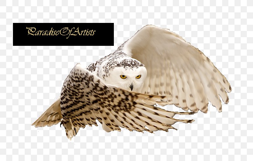 Little Owl Eurasian Eagle-owl, PNG, 800x520px, Owl, Beak, Bird, Bird Of Prey, Deviantart Download Free