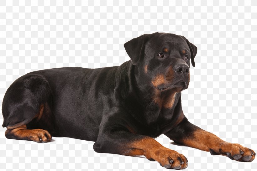 Rottweiler German Shepherd French Bulldog Dobermann, PNG, 1170x780px, Rottweiler, Alaskan Malamute, American Kennel Club, Breed, Bulldog Download Free