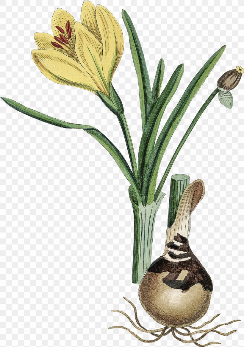 Sternbergia Lutea Flowering Plant Daffodil Bulb Photography, PNG, 1267x1800px, Flowering Plant, Autumn, Bulb, Daffodil, Floral Design Download Free