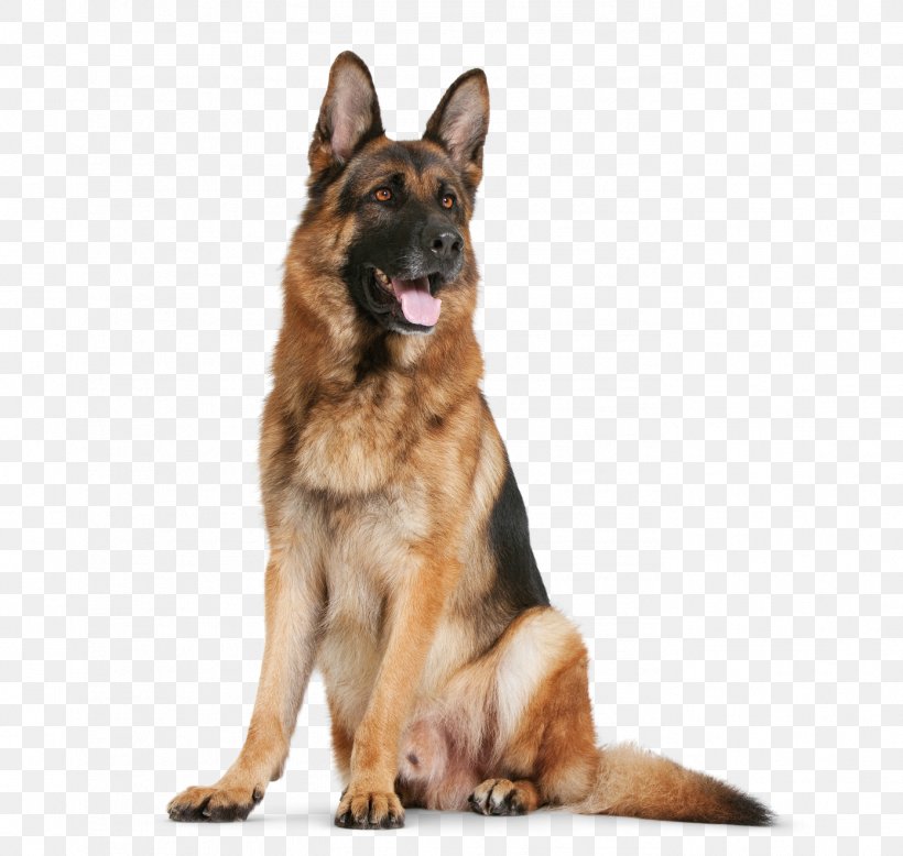german shepherd dog png