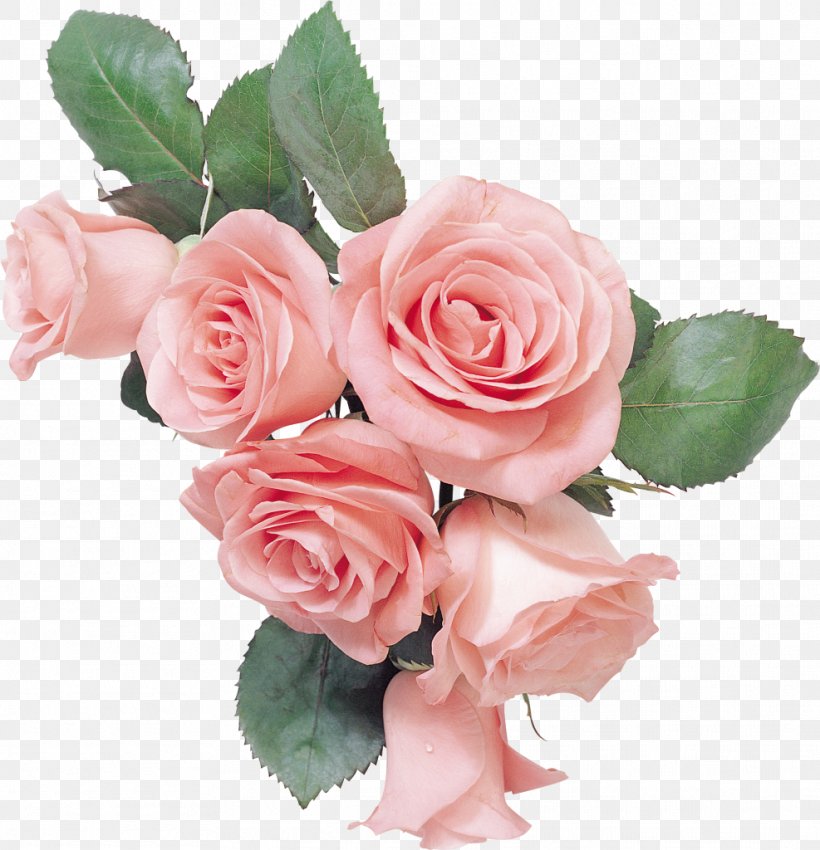 Garden Roses Cut Flowers Still Life: Pink Roses Gift, PNG, 987x1024px ...