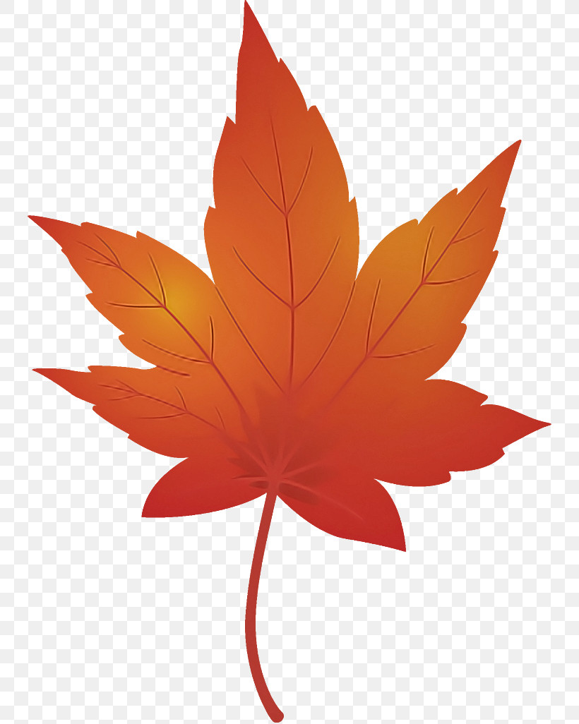 Maple Leaf Fallen Leaf Dead Leaf, PNG, 744x1026px, Maple Leaf, Autumn Leaf, Black Maple, Dead Leaf, Deciduous Download Free