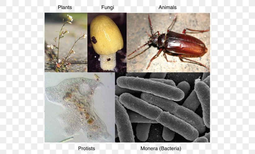 Monera Kingdom Bacteria Life Nature, PNG, 594x494px, Monera, Animal, Arthropod, Bacteria, Biology Download Free