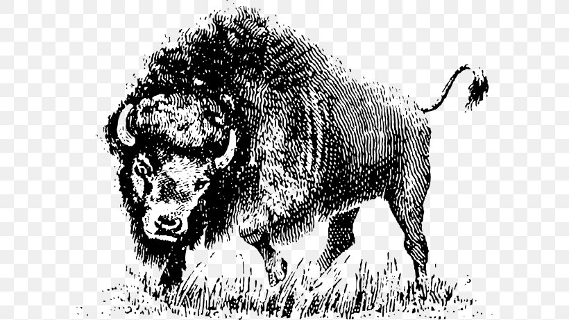 Water Buffalo Clip Art, PNG, 600x461px, Water Buffalo, Big Cats, Bison, Black And White, Bull Download Free