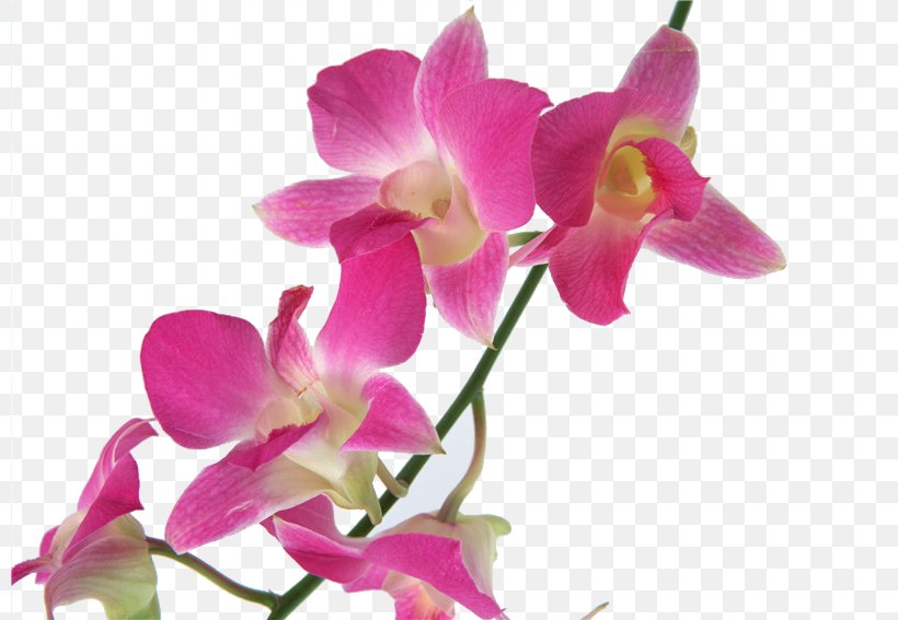 Cooktown Orchid Flower U30c7u30f3u30d5u30a1u30ecu7cfb Orchids U6d0bu30e9u30f3, PNG, 800x567px, Cooktown Orchid, Birth Flower, Budi Daya, Cattleya, Cut Flowers Download Free