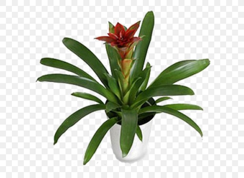 Houseplant Arum Lilies Canary Island Date Palm Spathiphyllum Montanum, PNG, 600x600px, Houseplant, Arecaceae, Arrosage, Arum Lilies, Bird Of Paradise Flower Download Free