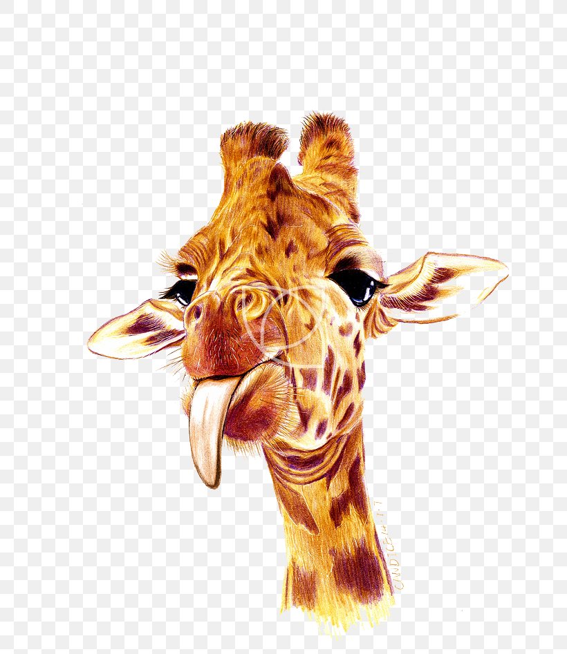 Northern Giraffe U76eeu9001, PNG, 658x947px, Northern Giraffe, Animation, Giraffe, Giraffidae, Head Download Free