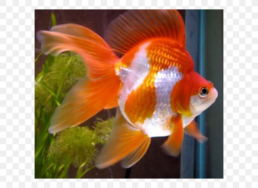 Oranda Siamese Fighting Fish Ryukin Veiltail, PNG, 600x600px, Oranda, Animal, Aquarium, Aquatic Plant, Bony Fish Download Free