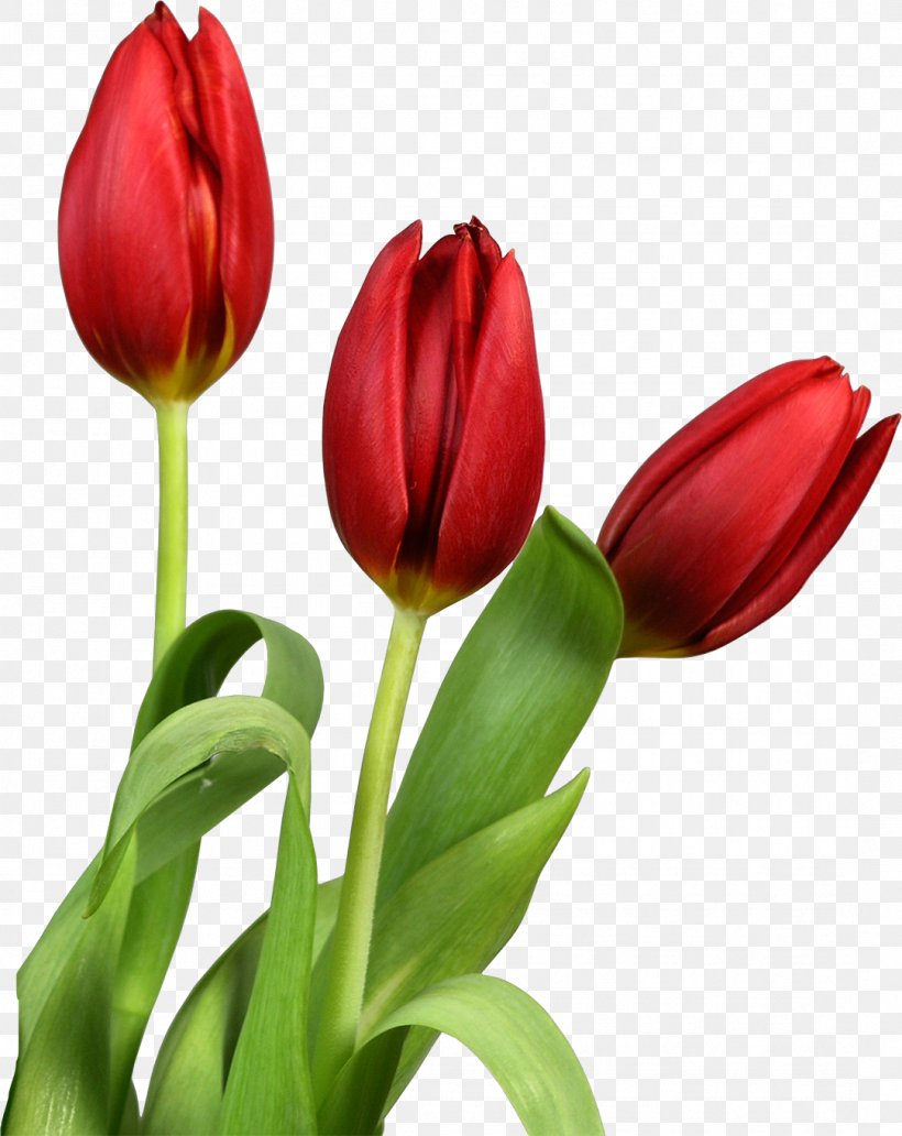 Tulip Flower Clip Art, PNG, 1082x1362px, Tulip, Bud, Cut Flowers, Flower, Flower Bouquet Download Free