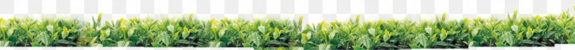 Wheatgrass Green Font, PNG, 1802x159px, Wheatgrass, Grass, Grass Family, Green, Plant Download Free