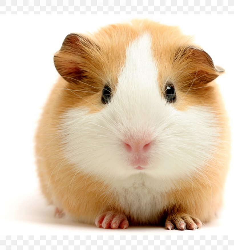 Guinea Pig Vietnamese Pot-bellied Rodent Dog, PNG, 900x962px, Guinea Pig, Animal, Bedding, Breeder, Cage Download Free