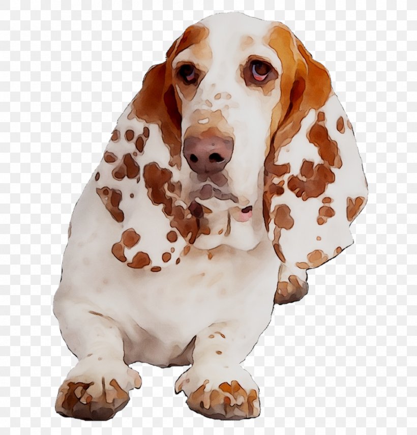 Basset Hound Dog Breed Companion Dog Spaniel, PNG, 1007x1050px, Basset Hound, Artois Hound, Breed, Canidae, Carnivore Download Free