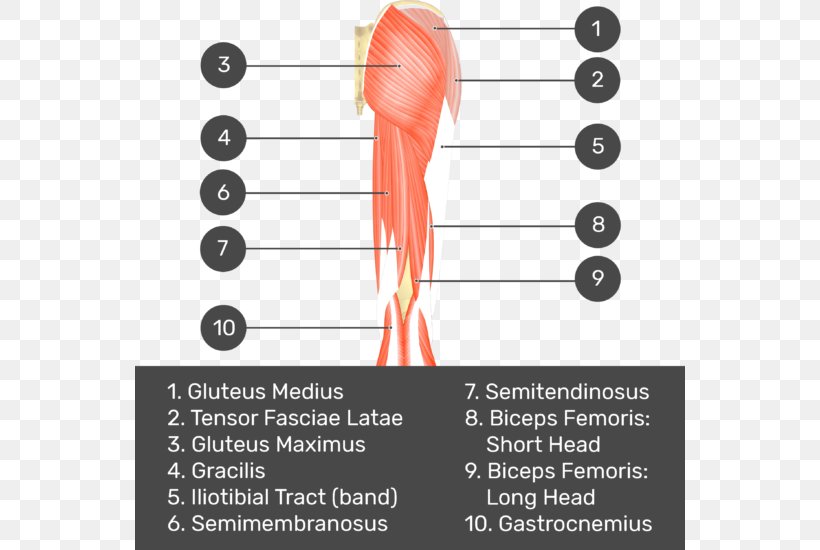 Biceps Femoris Muscle Quadratus Femoris Muscle Gluteal Muscles Gluteus Medius, PNG, 550x550px, Watercolor, Cartoon, Flower, Frame, Heart Download Free