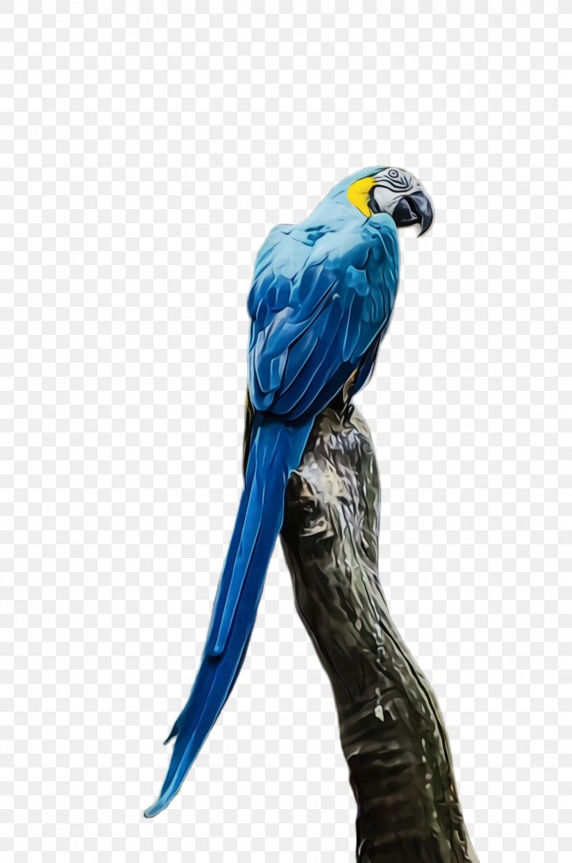 Colorful Background, PNG, 1628x2456px, Parrot, Beak, Bird, Blue, Budgie Download Free