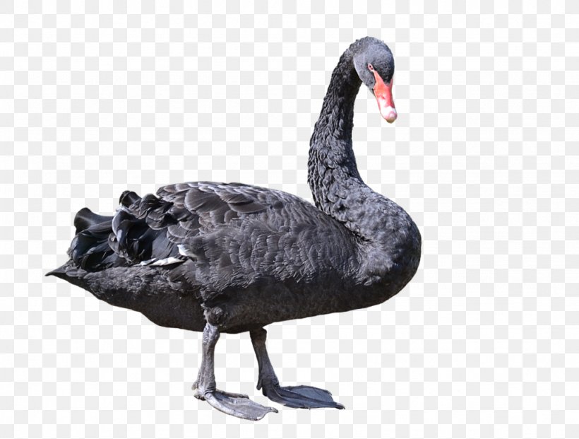 Black Swan Bird Clip Art, PNG, 1024x776px, Black Swan, Art, Beak, Bird, Cygnini Download Free