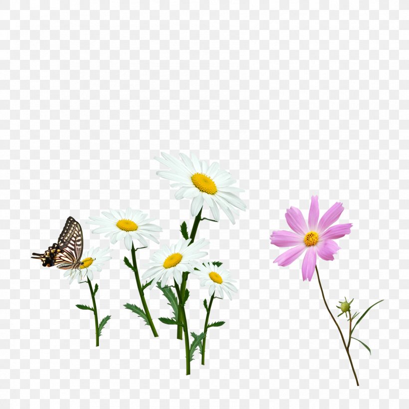 Butterfly Natural Environment Flower Euclidean Vector, PNG, 1701x1701px, Butterfly, Brush Footed Butterfly, Butterflies And Moths, Daisy, Daisy Family Download Free