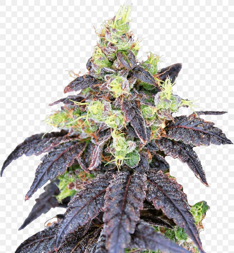Cannabis Genetics Seed Bank Skunk, PNG, 1024x1107px, Cannabis, Cannabis Ruderalis, Genetics, Gorilla Glue, Hemp Download Free