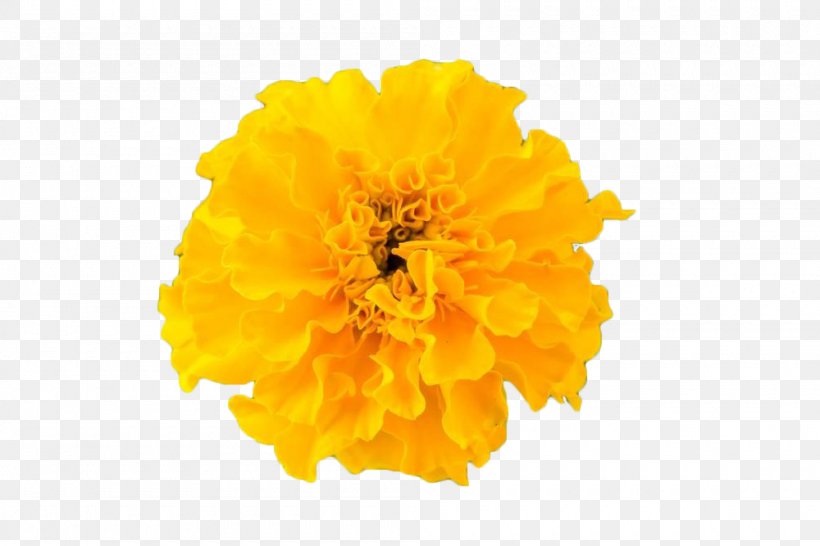 Chrysanthemum Yellow Google Images, PNG, 1000x667px, Chrysanthemum, Calendula, Calendula Officinalis, Chrysanths, Computer Download Free