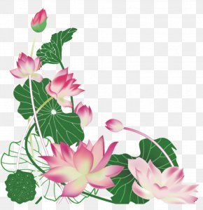 Hand Colored Lotus - Nelumbo Nucifera Euclidean Vector PNG