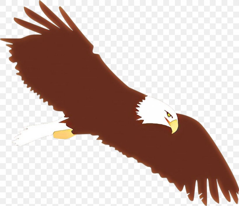 Bald Eagle Bird Of Prey Bird Golden Eagle Eagle, PNG, 835x720px, Cartoon, Accipitridae, Bald Eagle, Beak, Bird Download Free