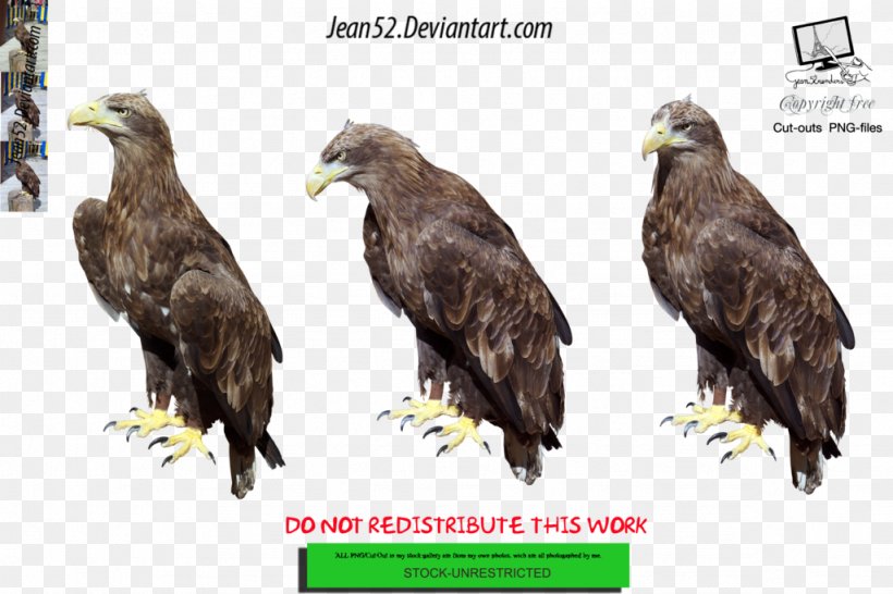 Bald Eagle, PNG, 1024x682px, Bald Eagle, Accipitriformes, Advertising, Animal, Art Download Free